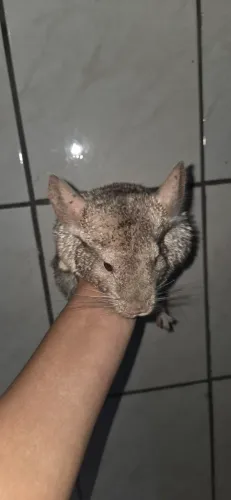 Chinchilla fêmea