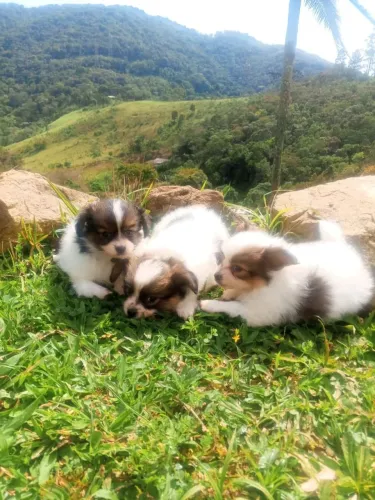 Papillon excelente linhagem