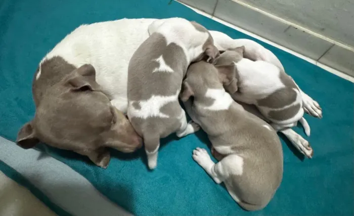 FOX paulistinha com pedigree CBKC - Terrier brasileiro puro filhote