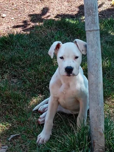 Dog argentino 