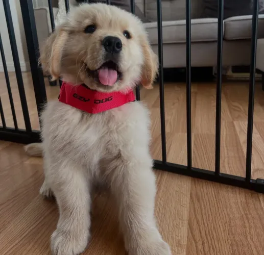 Filhote Golden Retriever, A Felicidade de Quatro Patas Está Esperando por Você!
