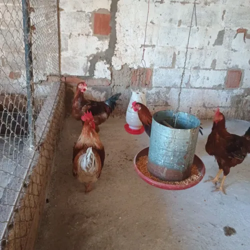 Frangos caipiras muito bons pra terreiro ou abate