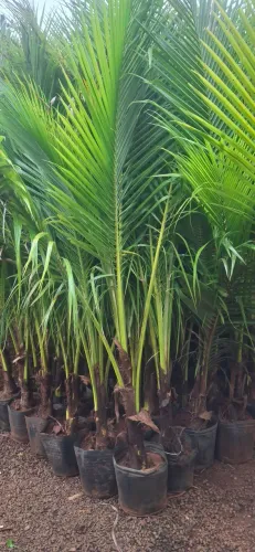 Coqueiro anão 2,2M com 2 anos 