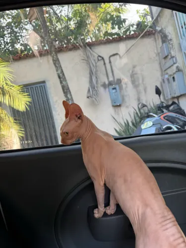gato sphynx