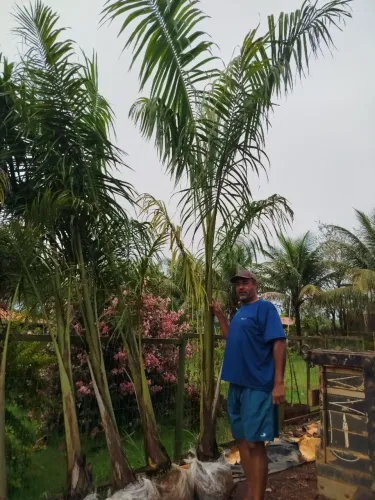 Palmeira imperial:com 3 MTS ponta de folha,380 reais