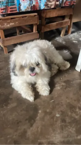 Shih tzu macho está com 3 anos