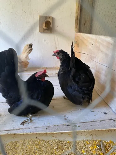 Galo e galinha