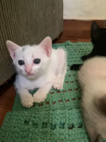 Gatinha disponível para adoção 