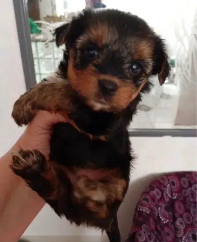 Yorkshire Terrier Para Novo Lar