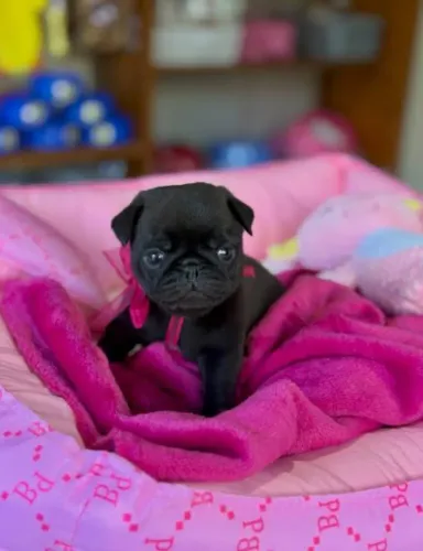Filhote de PUG Fêmeas 