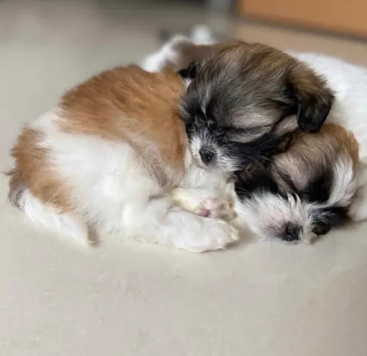 Filhotes de Shih Tzu | Alegria em qualquer momento.