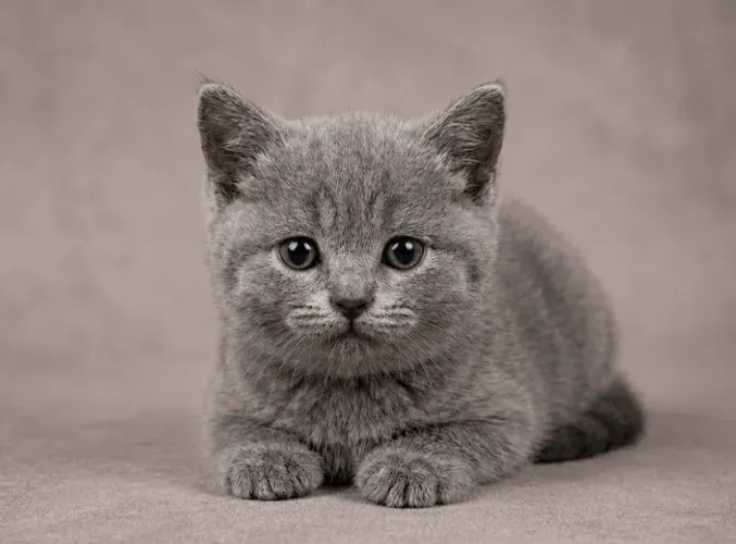 British Shorthair Fêmea - Blue Cor Rara