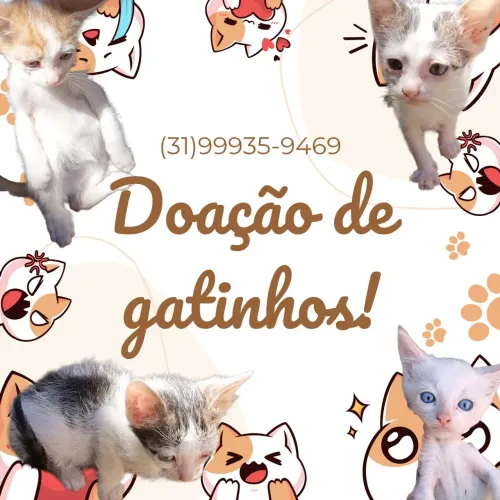 Doação de gatinhos!