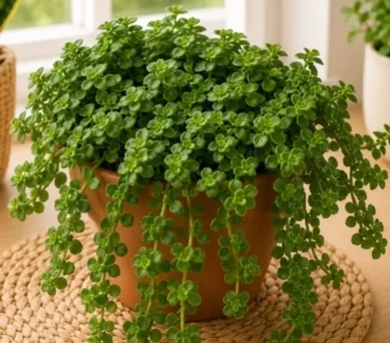 Planta Barba de Moisés ?Na cuia 13