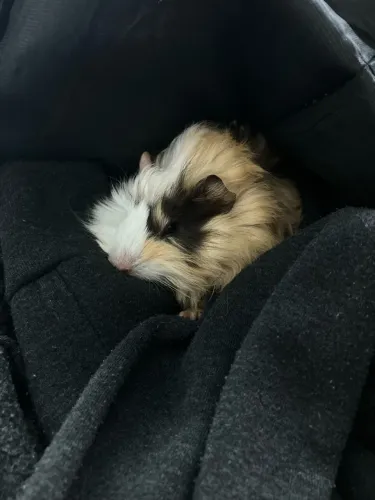 Porco da índia