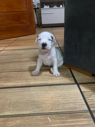 Vende-se filhote de pitbull 