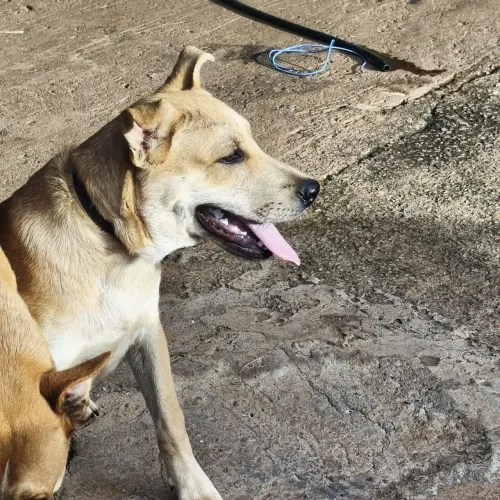 Cachorro para adoção (8 meses)