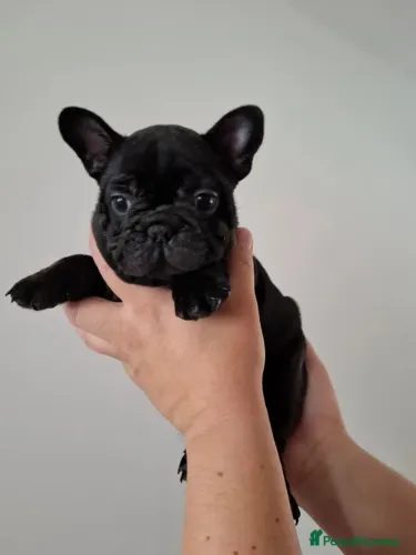 O mini tanque mais fofo ?