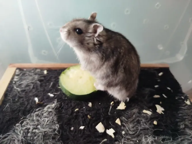 Hamster Anão Russo 