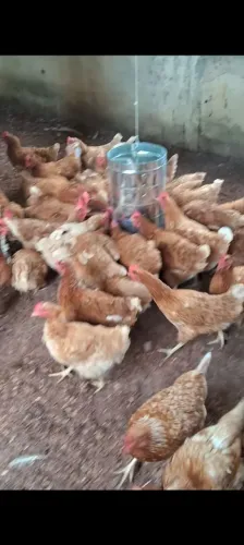 Galinhas poedeiras 