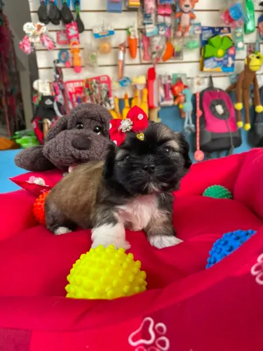 Shihtzu fêmea máscara negra 
