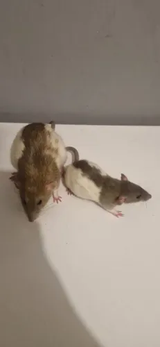 2 Ratos Twister de Estimação