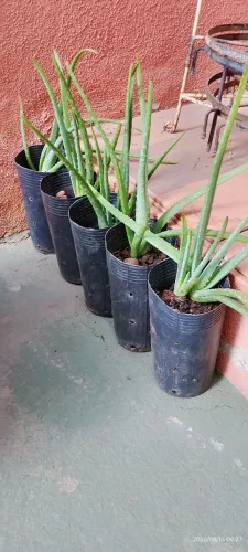 Muda de babosa - aloe vera
