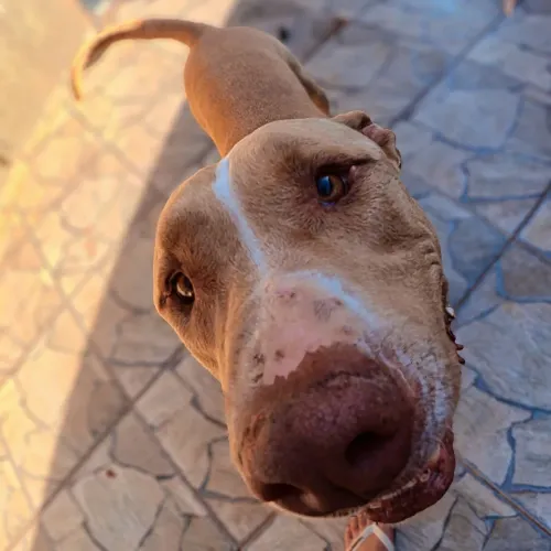 Doação de Pitbull macho, castrado 