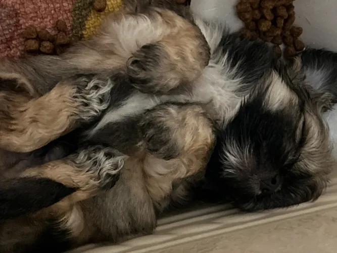 Filhotes shih tzu