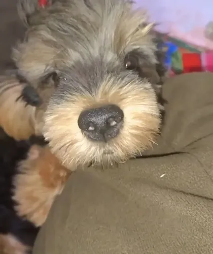 Pet 