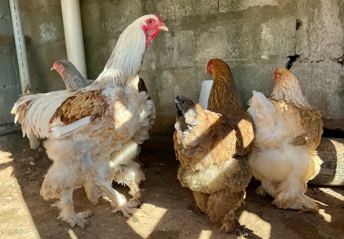 Galinhas brahmas baia completa