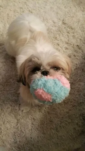 Filhote shih tzu, Leve para casa um pedacinho de felicidade!