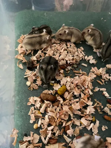 Hamster Anão Russo