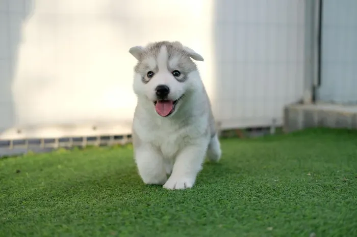 Husky siberiano Um presente cheio de amor esperando por você