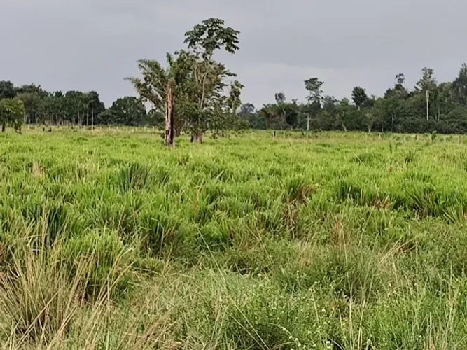 215 alqueires com 200 abertos em pasto há 130 km de Belém