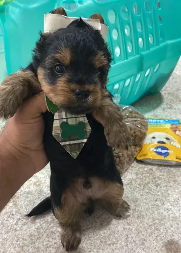 Yorkshire Filhotes - Pequenos, Elegantes e Companheiros