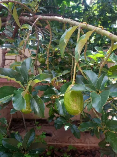 Avocado de qualidade abacate pé inteiro