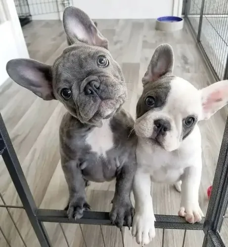 filhotes de Bulldog Francês para te acompanhar em passeios a tarde 