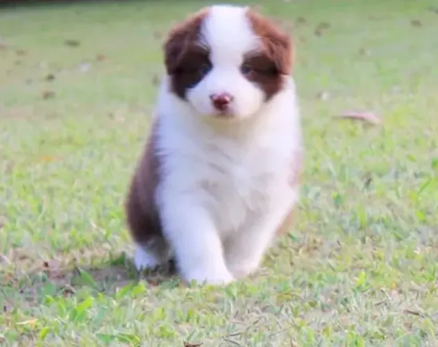 Border Collie Filhotes com Pedigree e garantia de saude 