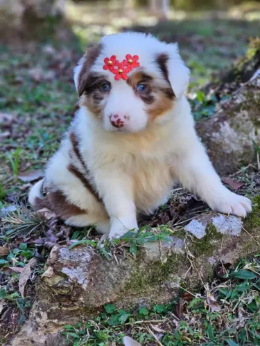 Border Collie | Conheça nosso Instagram