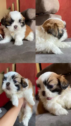 Cachorrinho Macho Shih Tzu