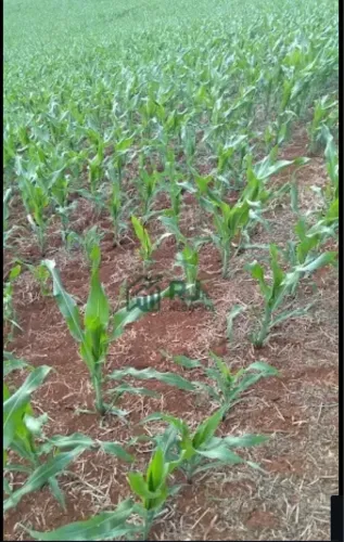 Sítio à Venda com 7 alq. paulista por R$ 2.000.000 Guaravera, Londrina-PR