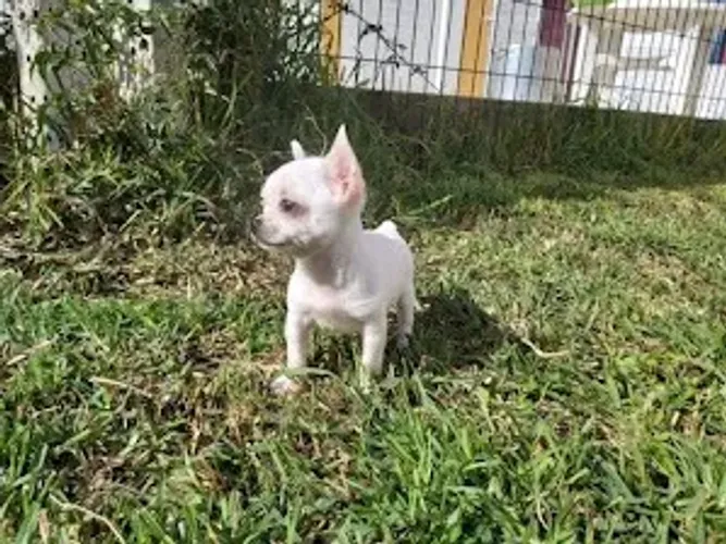 chihuahua pelo longo, curto, chocolatee cores exoticas, machos e fêmeas