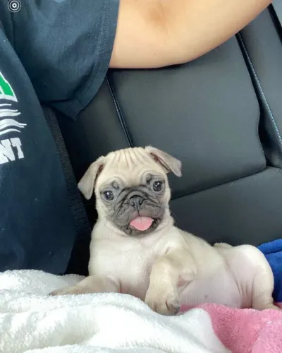 Filhotes de Pug | Vem garantir sua dose diária de alegria!