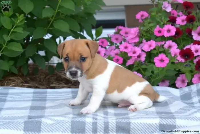 ?Liberado HOJE! Jack Russell cheio de personalidade e fofura!? ?