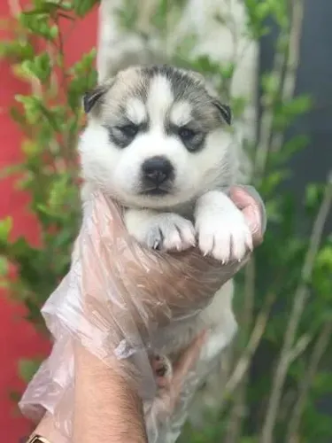 Husky Siberiano- Filhotes com garantia, macho e fêmea- Parcelamos em até 12x sem juros