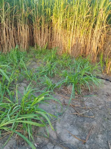 Mudas de BRS Capiacu 