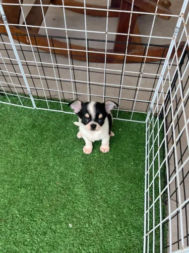 CHIHUAHUA - Filhotes com Muito Amor para Oferecer