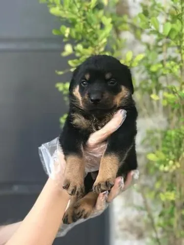 Machinho de Rottweiler padrão cabeça de touro com 55 dias vacinado e com pedigree 