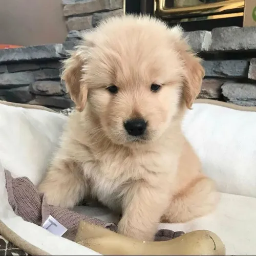 Filhote Golden Retriever adora fazer amiguinhos